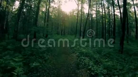 深绿色混交林沿着森林小路走视频的预览图