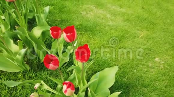 美丽多彩的红色郁金香花开在春天的花园里春天盛开的装饰郁金香花视频的预览图