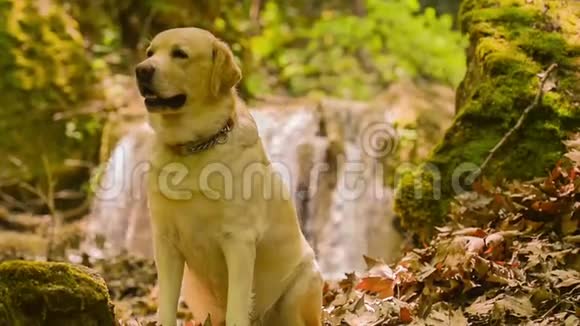 拉布拉多狗的肖像靠瀑布美丽的风景视频的预览图