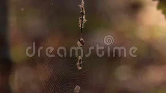 阳光明媚的森林里的蜘蛛网快关门视频的预览图