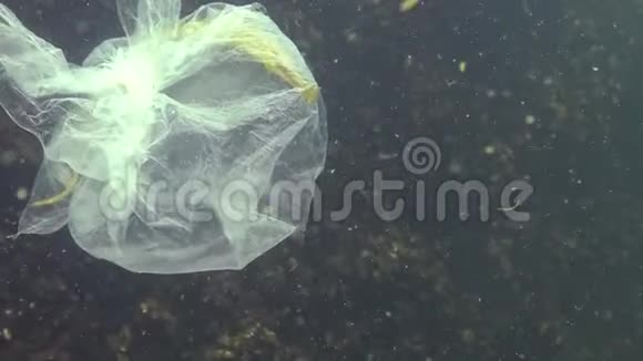 大鼻管鱼斑疹伤寒垃圾在水中聚乙烯袋杀死海洋动物视频的预览图