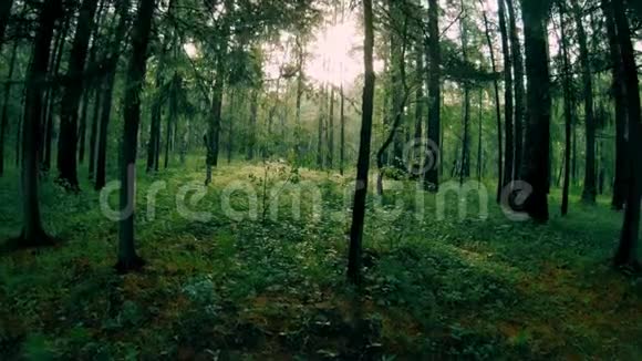 深绿色混交林树木间的镜头移动视频的预览图
