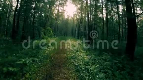 深绿色混交林沿着森林小路走视频的预览图