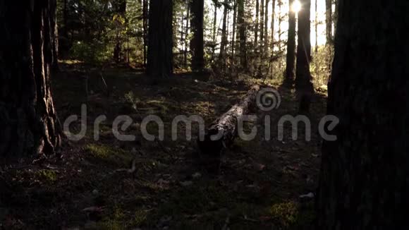 阳光明媚的早晨在森林里青苔上的松木视频的预览图