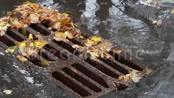 城市排水渠附近的落叶及水坑视频的预览图