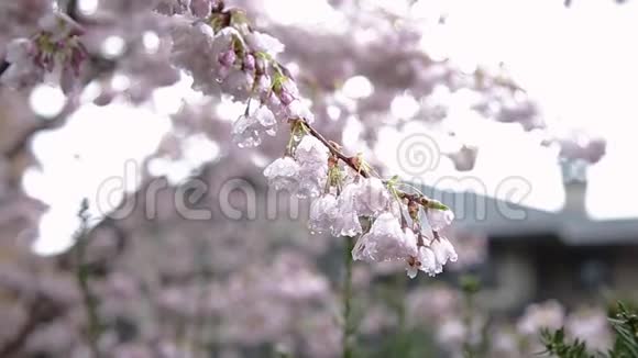 雨落在新开的樱花上视频的预览图