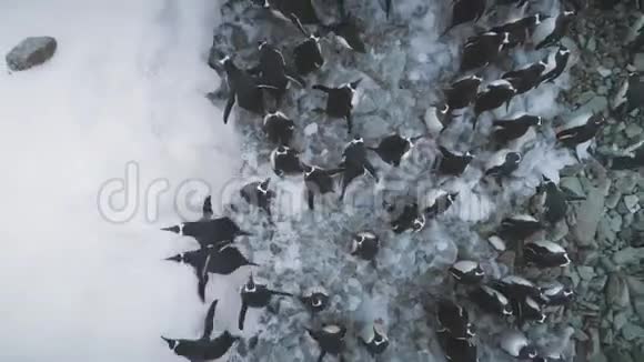 南极洲冰岸上的企鹅变焦空中射击视频的预览图