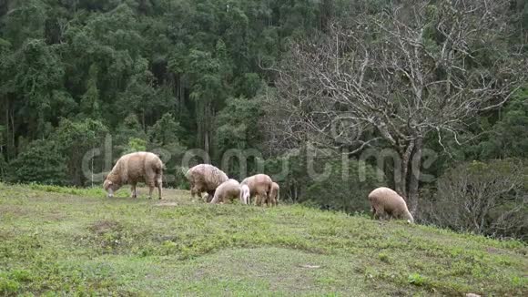 一群羊在草地上觅食视频的预览图