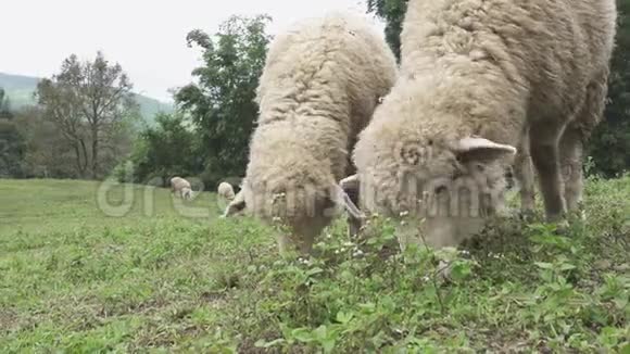 一群羊在草地上觅食视频的预览图