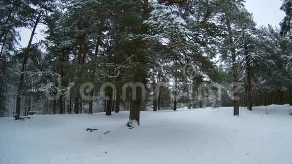 森林冬天俄罗斯视频的预览图