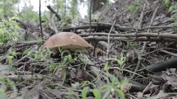 收获和采蘑菇视频的预览图