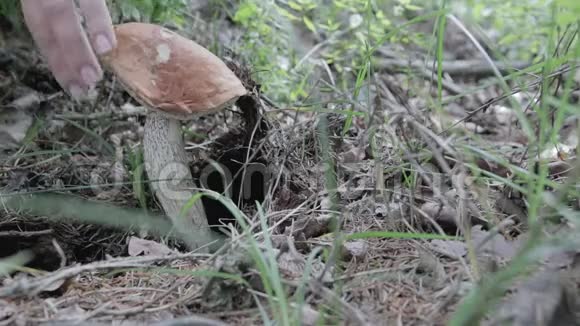 收获和采蘑菇视频的预览图