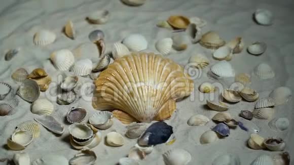 黄壳和沙子上的小贝壳视频的预览图
