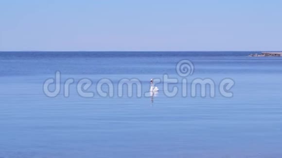 晴朗的一天美丽的白天鹅漂浮在蓝色的海面上视频的预览图
