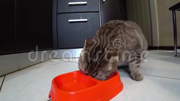 饥饿的苏格兰猫在厨房里吃食物视频的预览图