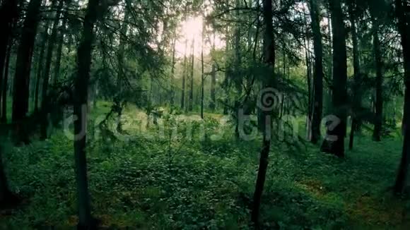 深绿色混交林树木间的镜头移动视频的预览图