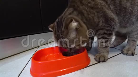 饥饿的苏格兰猫在厨房里吃食物视频的预览图