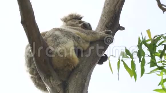 一只树袋熊睡在树上高高的裤裆里视频的预览图