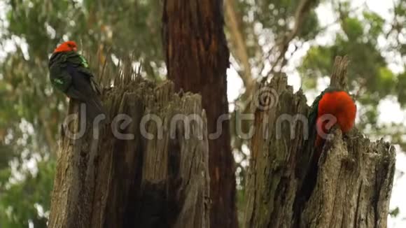 澳大利亚一棵树上的两只澳大利亚国王鹦鹉肩胛骨鸟类视频的预览图
