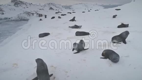 海豹在雪地上玩耍南极洲冬季景观视频的预览图