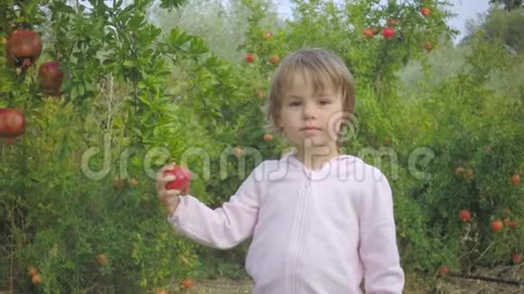 幼儿不能在花园里成熟石榴果实视频的预览图