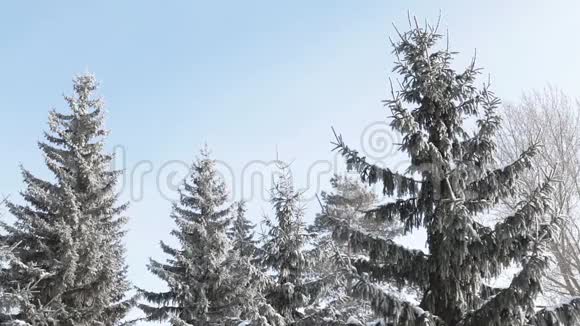 寒冷的下午冬天的森林视频的预览图