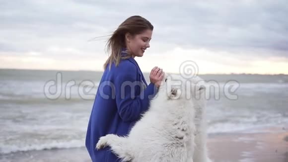 迷人的年轻女子在海边玩两只萨莫伊德品种的狗海滩上的白色毛茸茸的宠物玩得开心视频的预览图