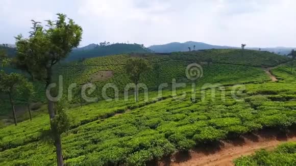 印度喀拉拉邦绿茶种植园的空中拍摄视频的预览图