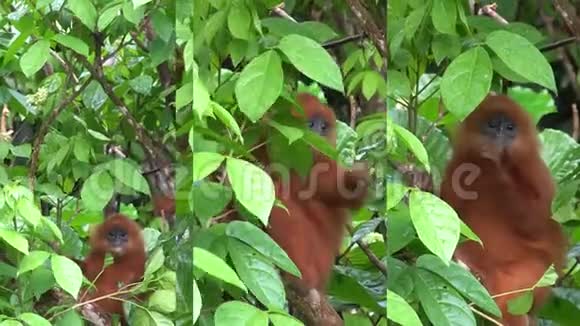 移动设备上社交媒体应用的垂直视频树枝上的红叶猴视频的预览图