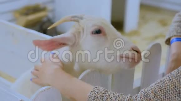女人抚摸一只山羊视频的预览图