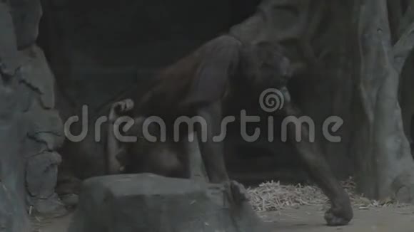 大猴子和宝贝视频的预览图