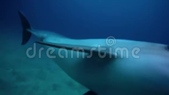 海豚在红海游泳以色列伊拉特视频的预览图