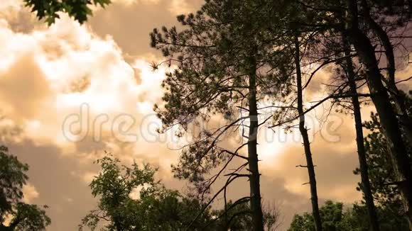 傍晚时分在自然公园里高高的针叶树在云间翻滚视频的预览图