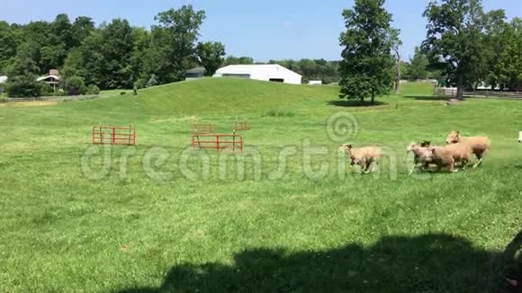 夏天羊在田野里跑过镜头视频的预览图