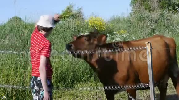少年站在草地上把牛草从手里拿出来年轻一代农民视频的预览图