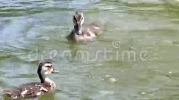 小鸭子在湖里游泳视频的预览图