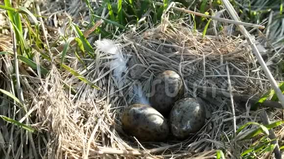 海鸥窝里有三个斑点的橄榄蛋视频的预览图