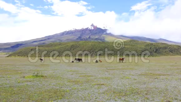 厄瓜多尔Cotopaxi火山公园里的马视频的预览图