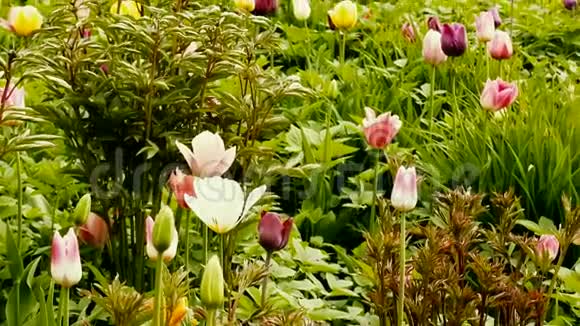 风景如画的花坛上不同品种的郁金香视频的预览图