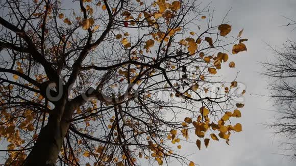 秋天的树落叶视频的预览图