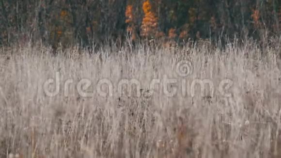 深秋干燥的灰色草原草视频的预览图