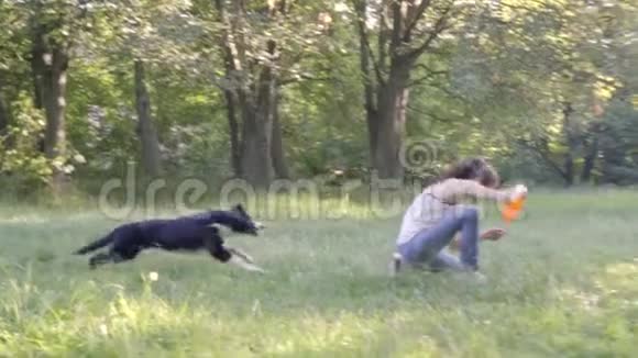 带着黑色和白色毛皮的边境牧羊犬开始奔跑试图抓住一只飞盘跳过视频的预览图