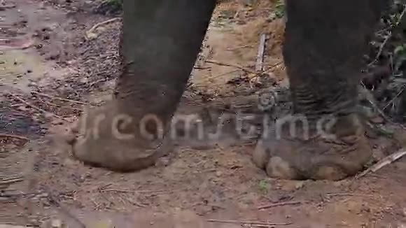大象的脚视频的预览图