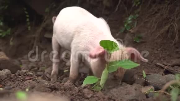 一头沾满泥巴的小猪在寻找食物视频的预览图