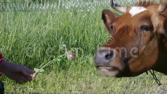 牛从三叶草的手里拿东西吃视频的预览图