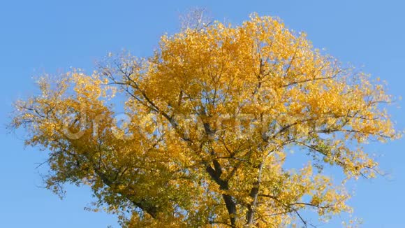 一棵美丽的树慷慨地覆盖着黄色的秋叶视频的预览图