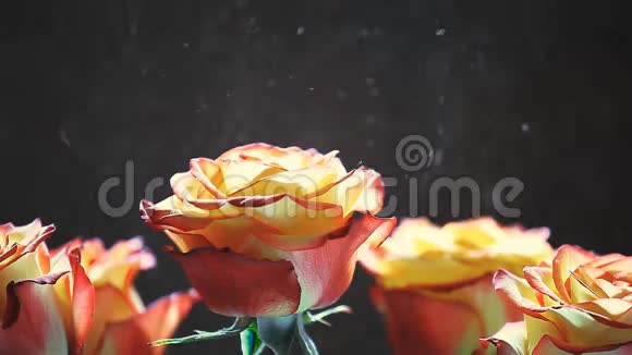 玫瑰花尘无人高清镜头暗背景视频的预览图