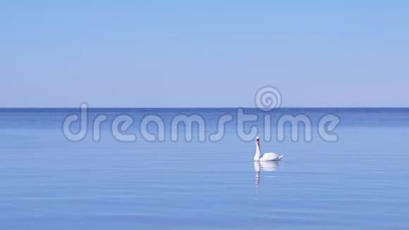 阳光明媚的一天优雅的野生白天鹅漂浮在蓝色的海面上视频的预览图