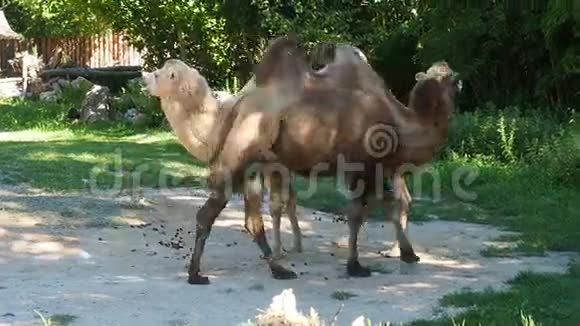 两只骆驼在户外视频的预览图