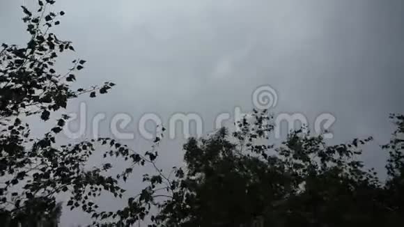 在灰色的天空和林地下旋转射击视频的预览图